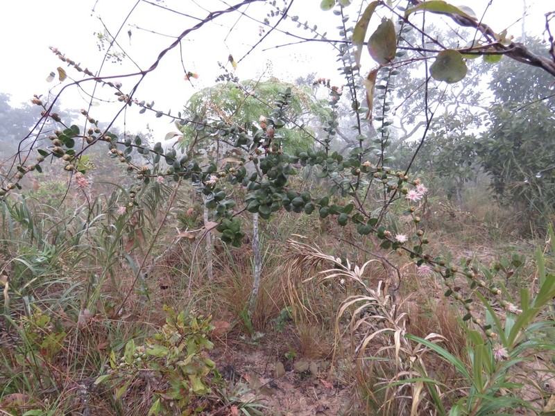 Lessingianthus monocephalus photo 2