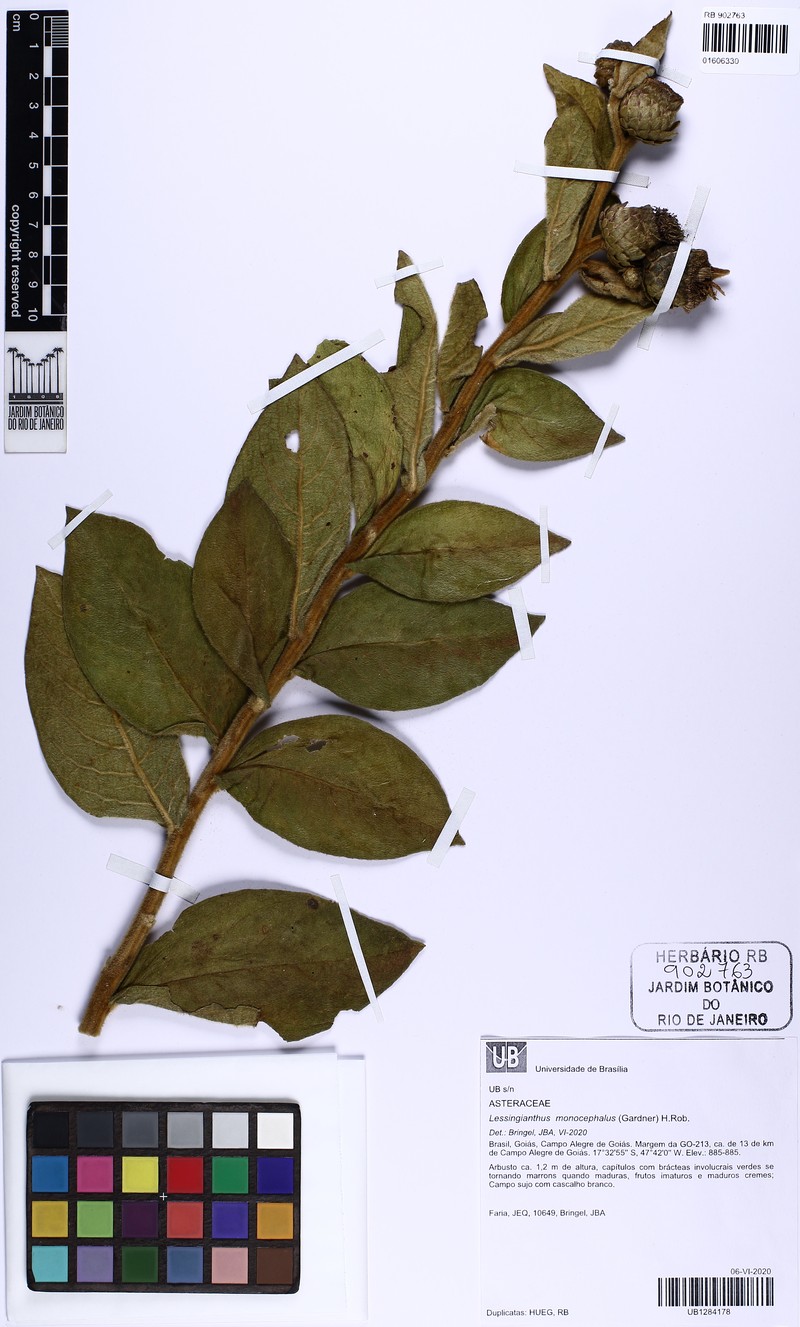 Lessingianthus monocephalus photo 3