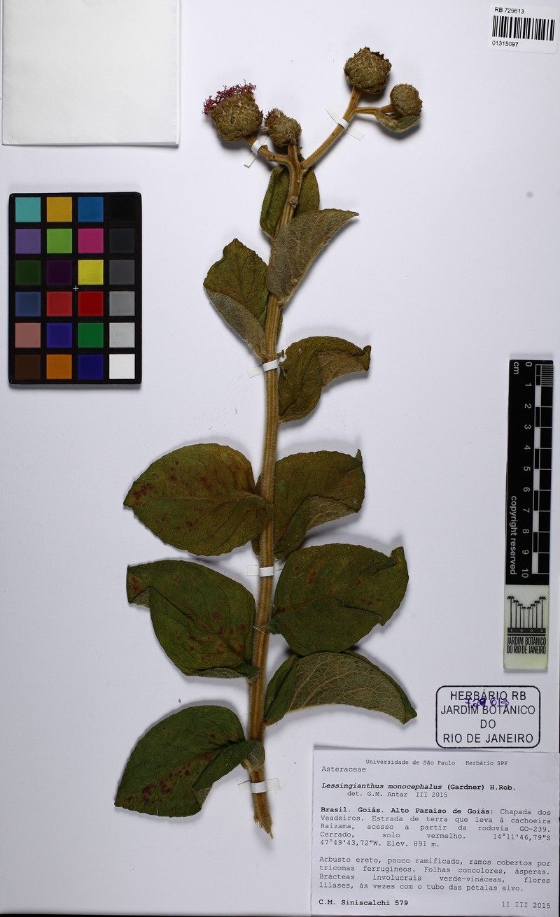 Lessingianthus monocephalus photo 4