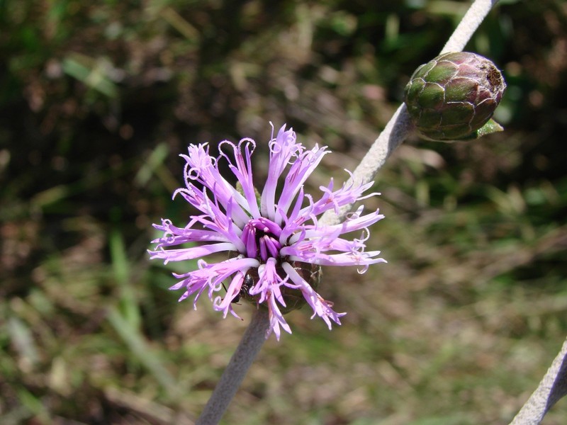 Lessingianthus monocephalus