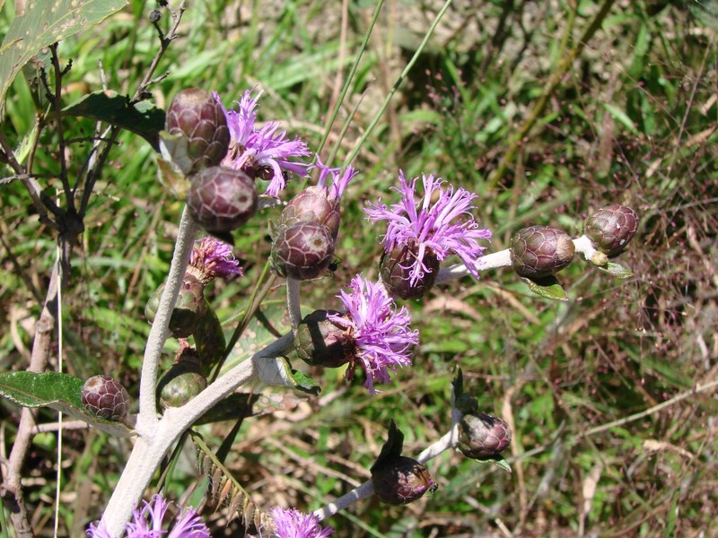 Lessingianthus monocephalus photo 5
