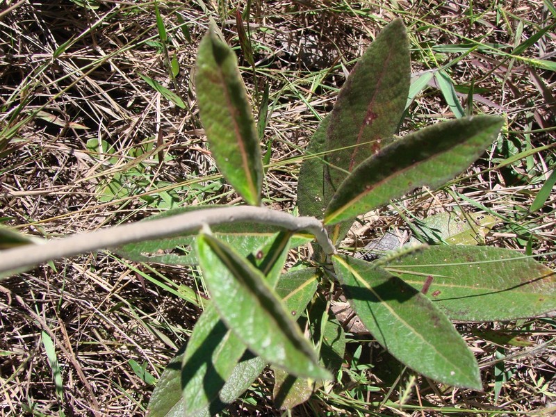 Lessingianthus monocephalus photo 6