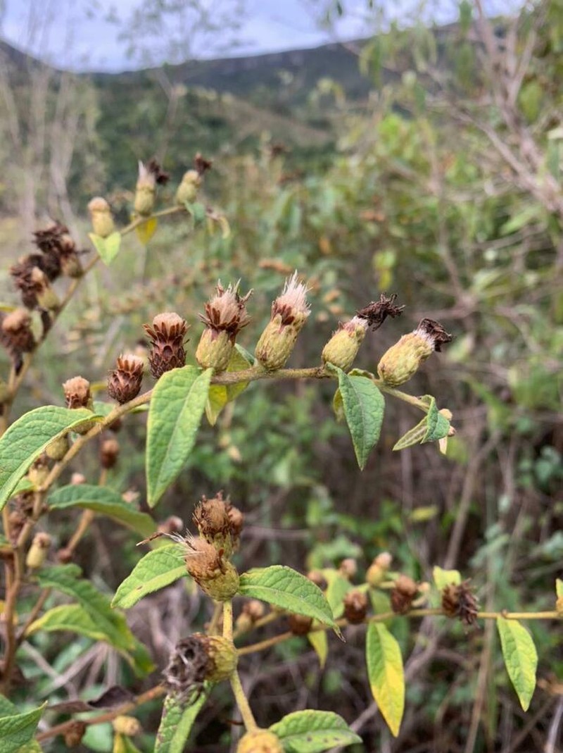 Lessingianthus morii photo 5