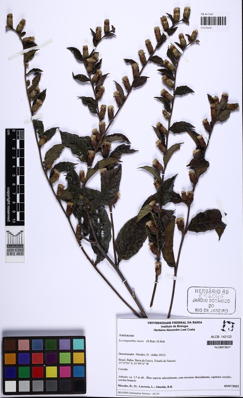 Lessingianthus morii photo 8