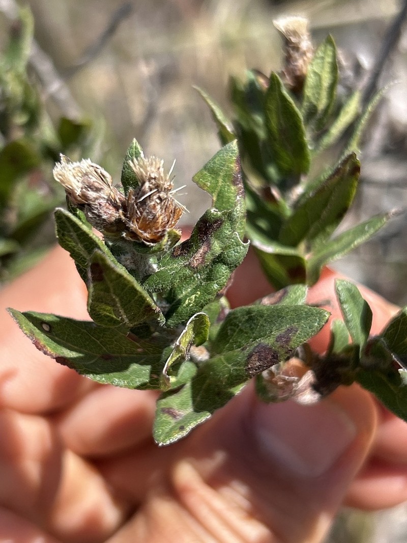 Lessingianthus myrsinites