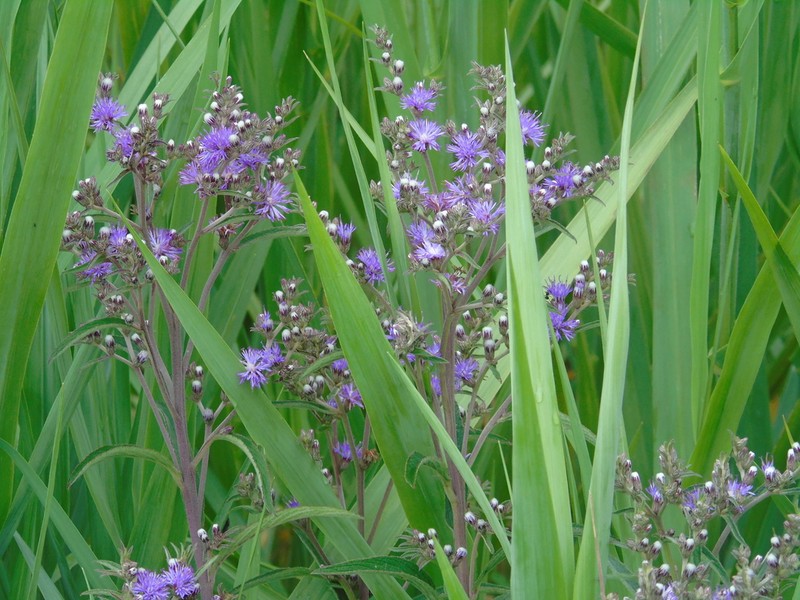 Lessingianthus niederleinii