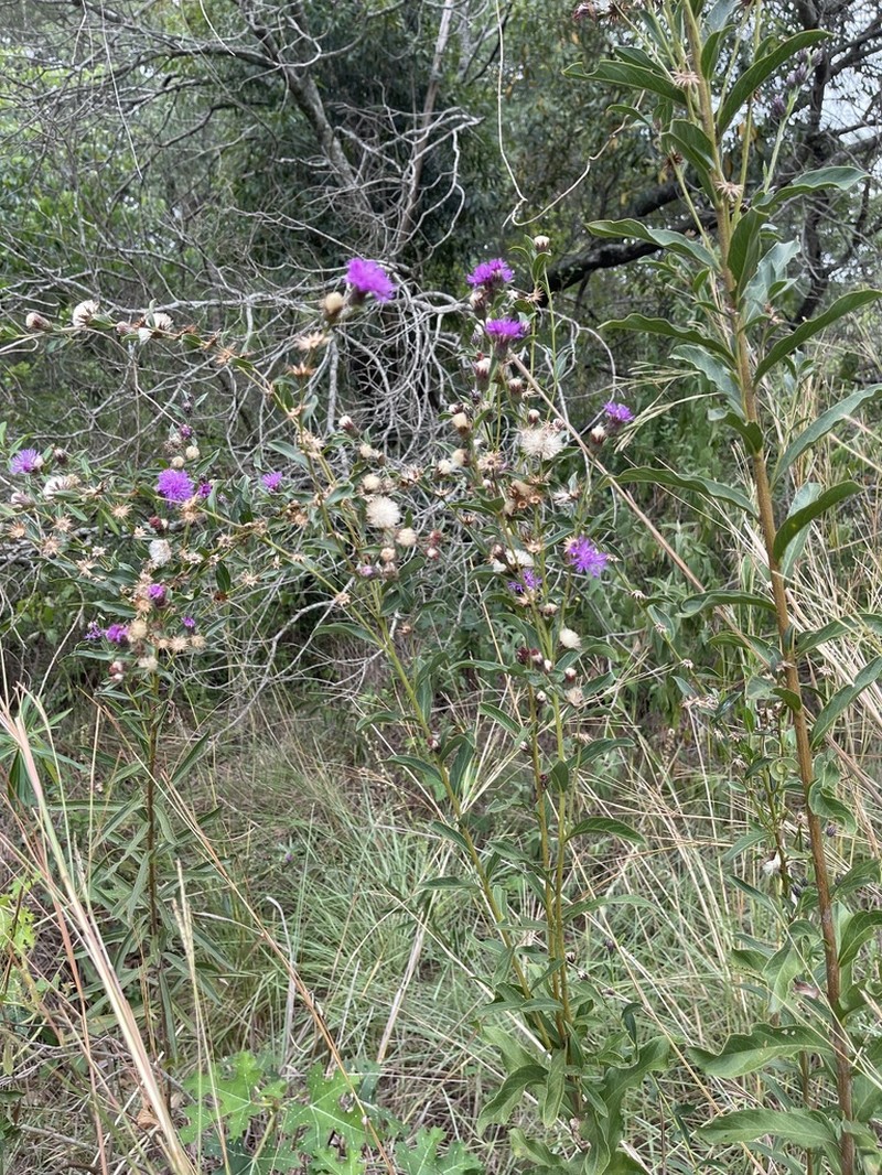 Lessingianthus niederleinii photo 3