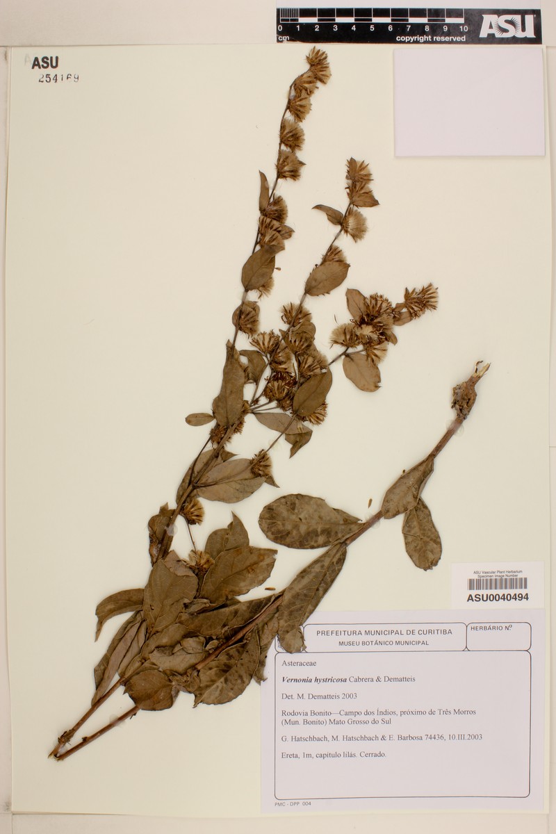Lessingianthus niederleinii photo 5