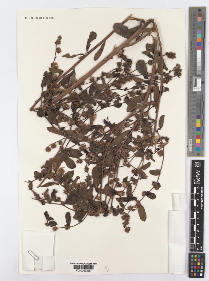 Lessingianthus niederleinii photo 6