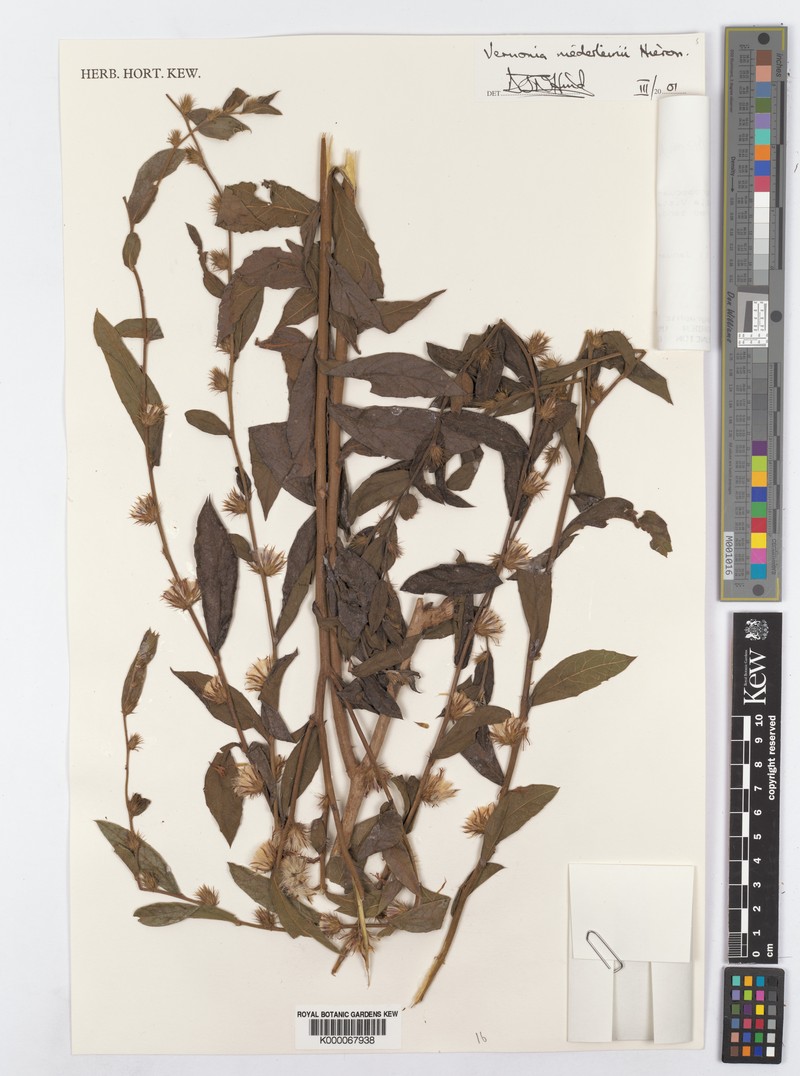 Lessingianthus niederleinii photo 7
