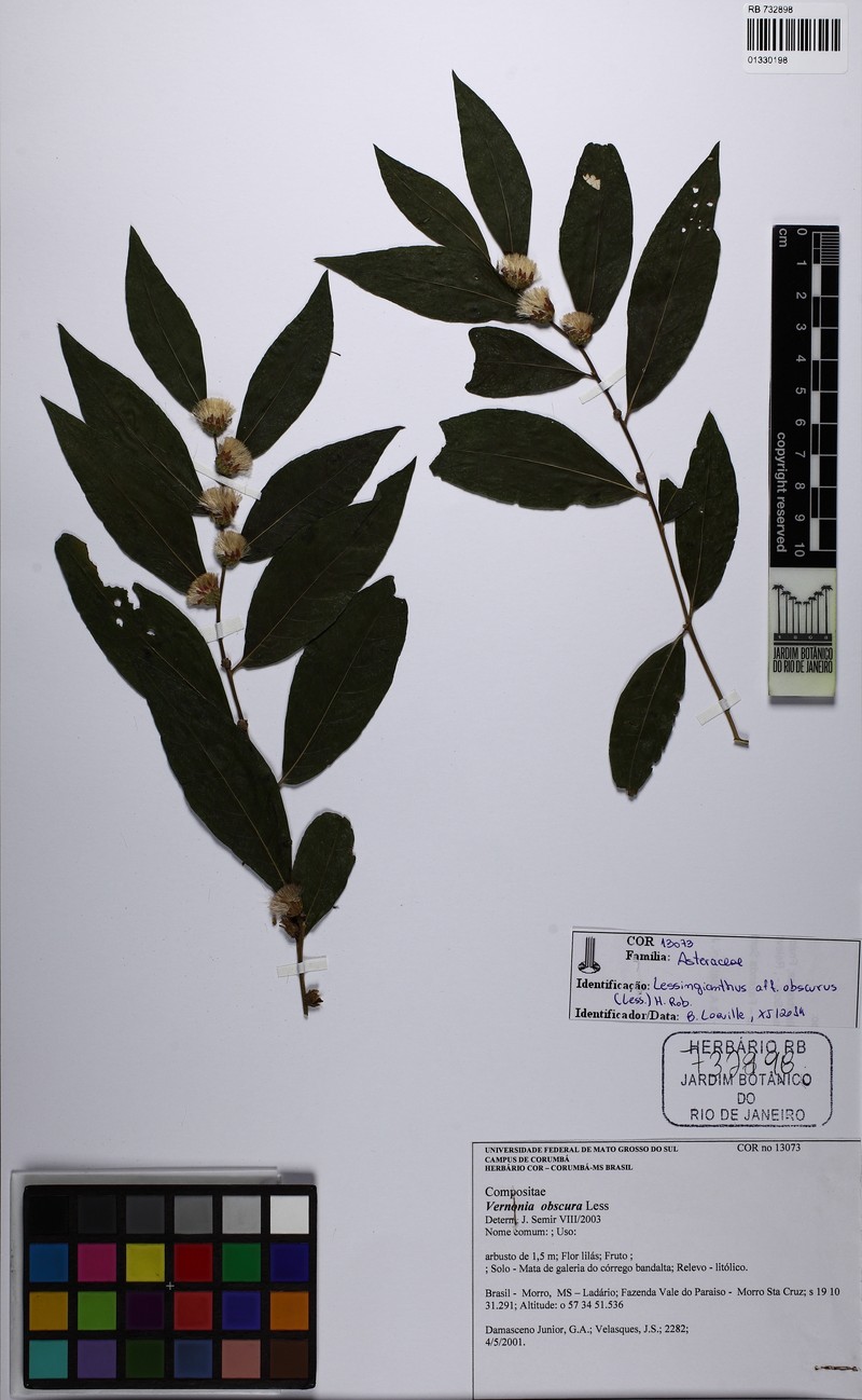 Lessingianthus obscurus
