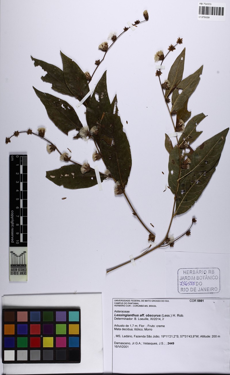 Lessingianthus obscurus photo 2