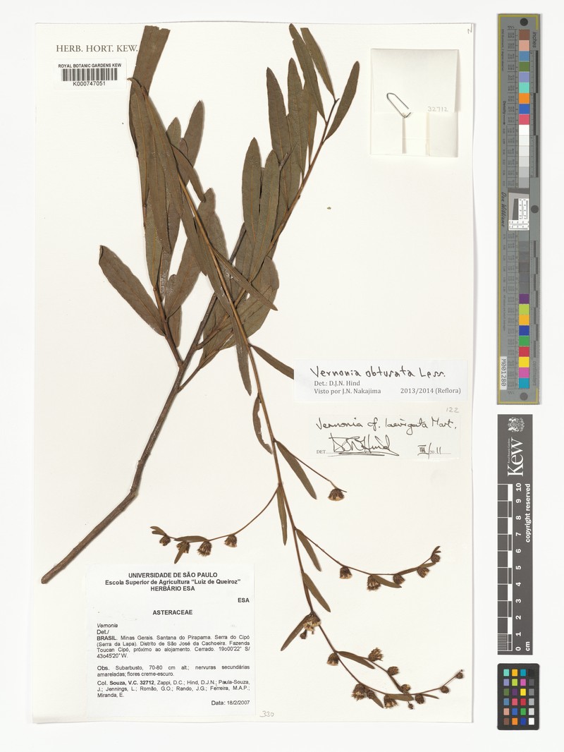 Lessingianthus obtusatus