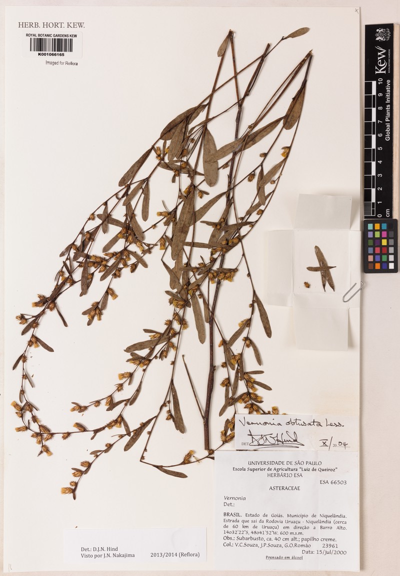 Lessingianthus obtusatus photo 2