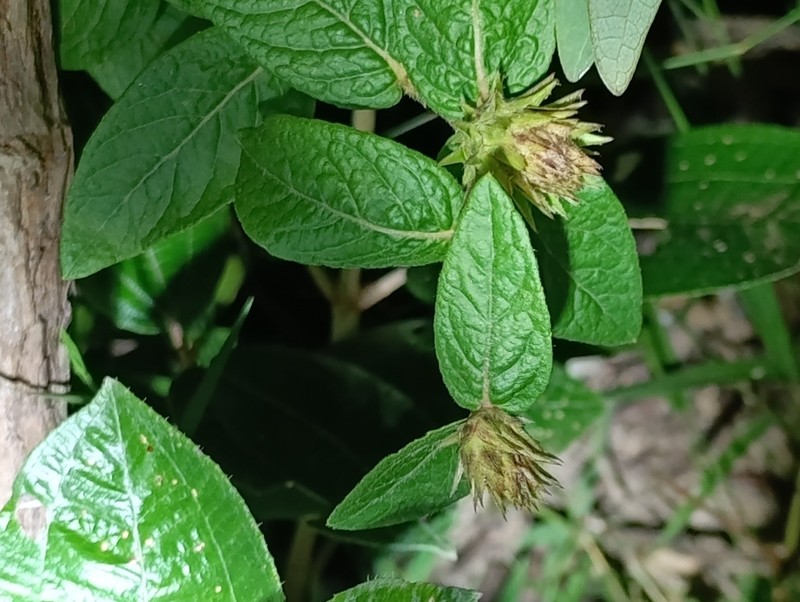 Lessingianthus onopordioides photo 2