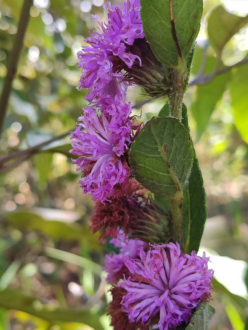 Lessingianthus onopordioides photo 3