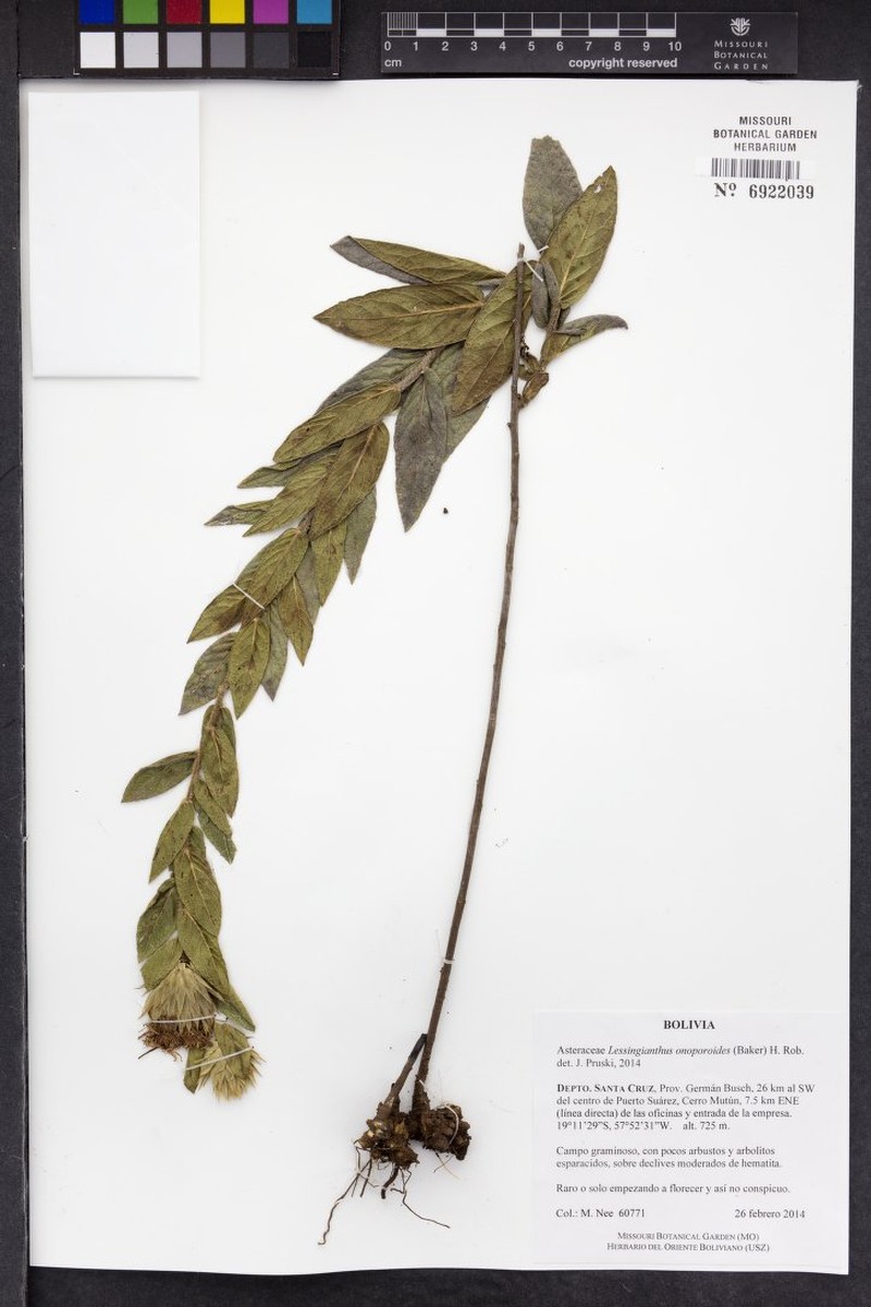 Lessingianthus onopordioides photo 4