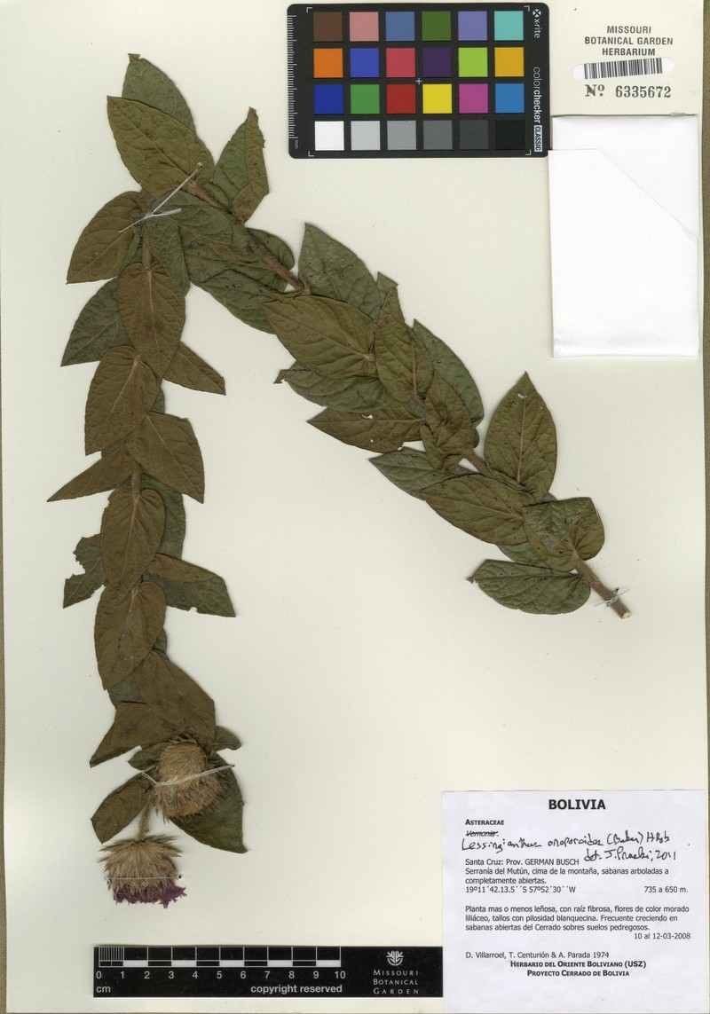 Lessingianthus onopordioides photo 5