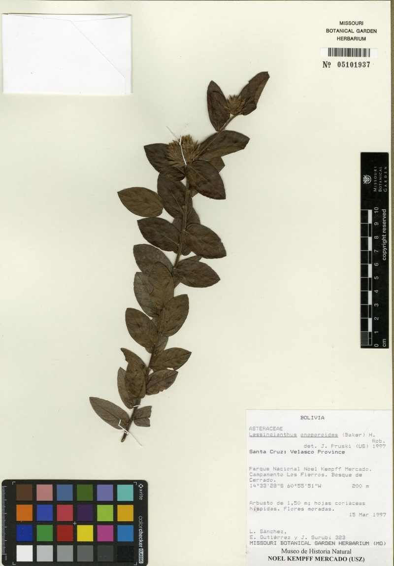 Lessingianthus onopordioides photo 6