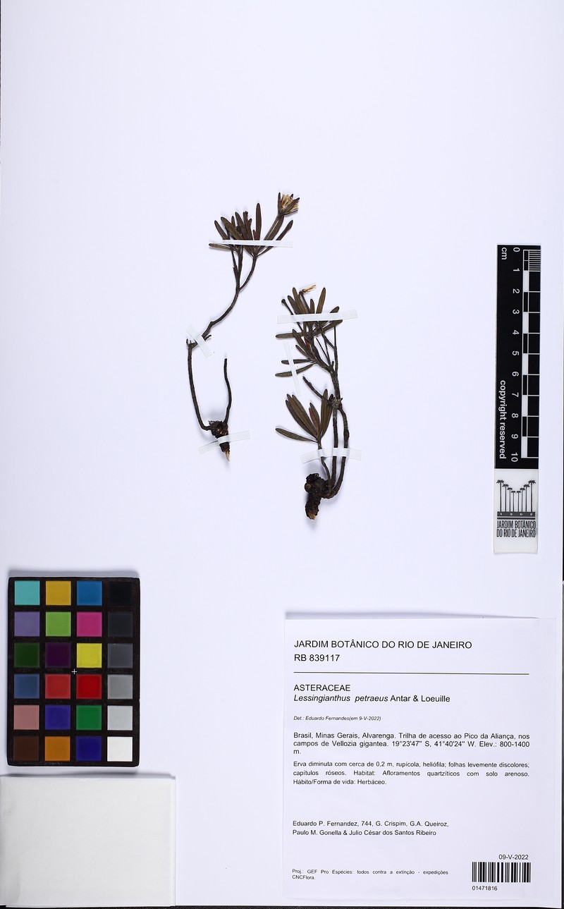 Lessingianthus petraeus