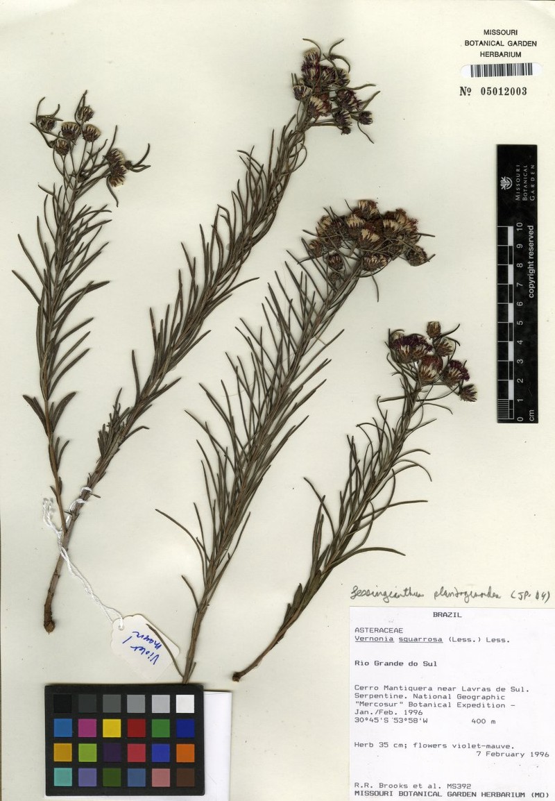 Lessingianthus plantaginoides photo 2