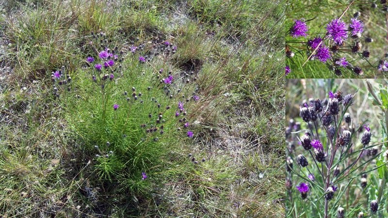 Lessingianthus plantaginoides