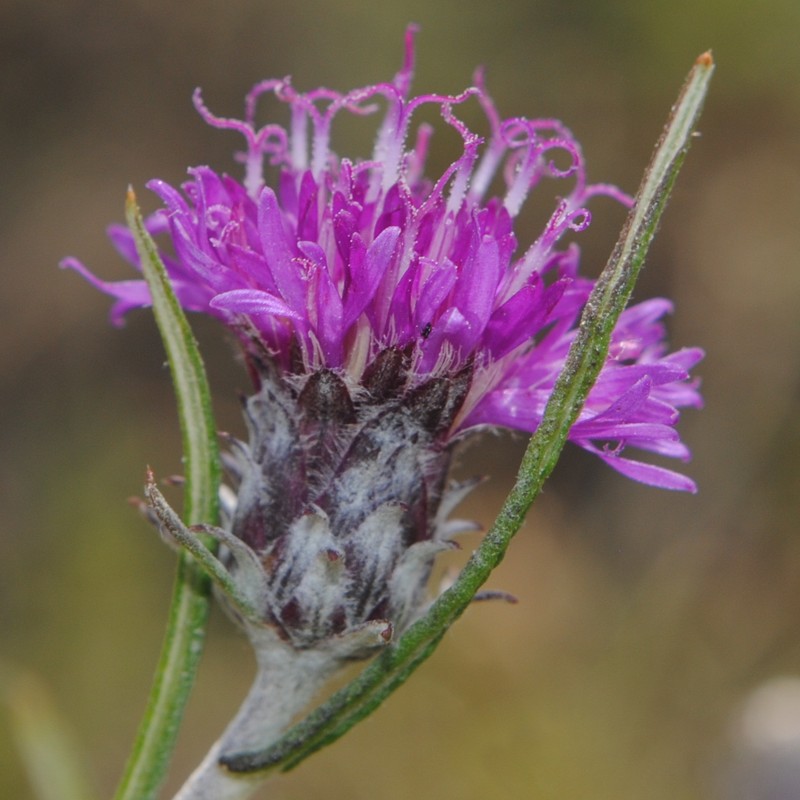 Lessingianthus plantaginoides photo 3