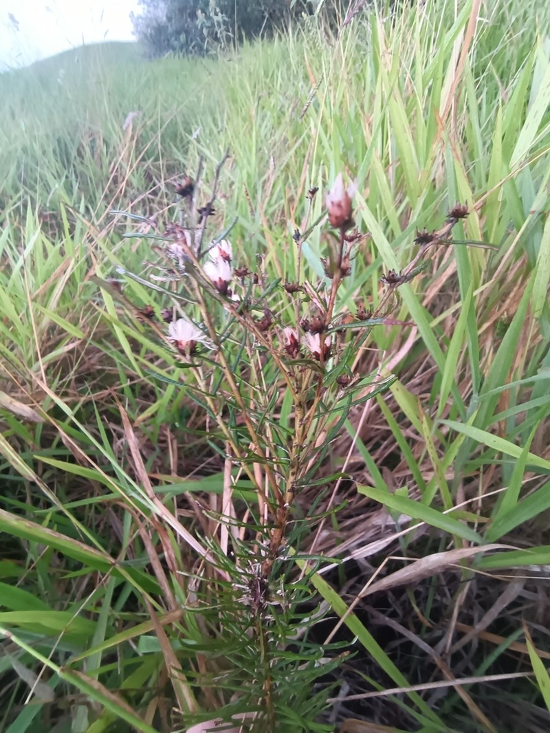 Lessingianthus polyphyllus