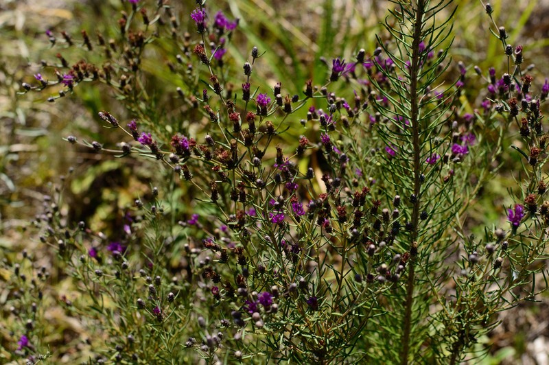 Lessingianthus polyphyllus photo 2