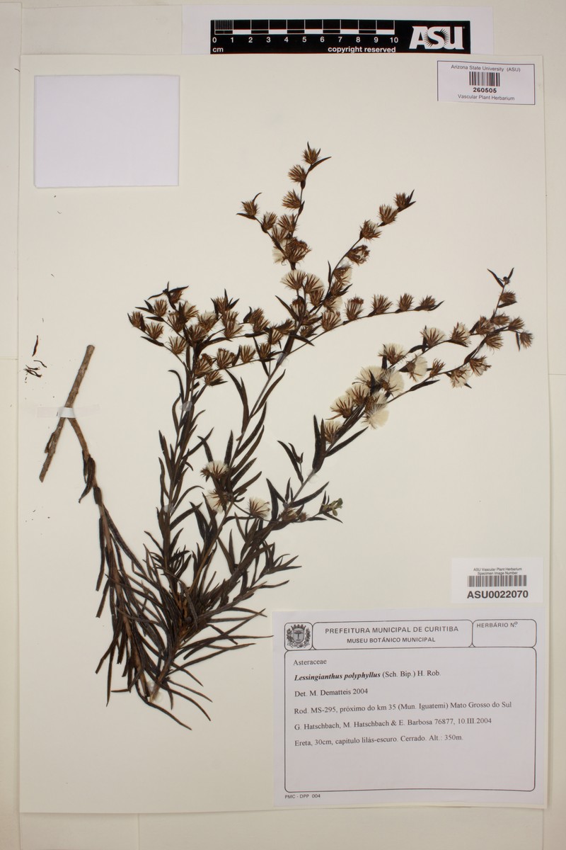 Lessingianthus polyphyllus photo 5