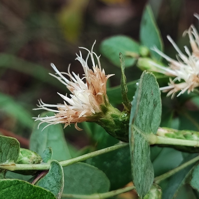 Lessingianthus pottii photo 5