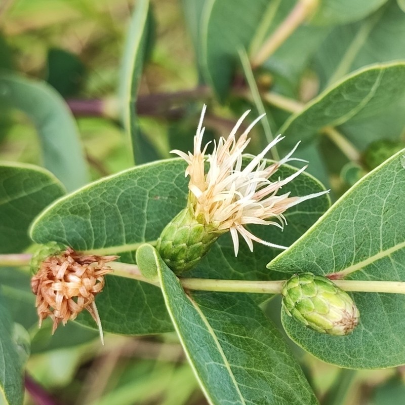 Lessingianthus pottii photo 6