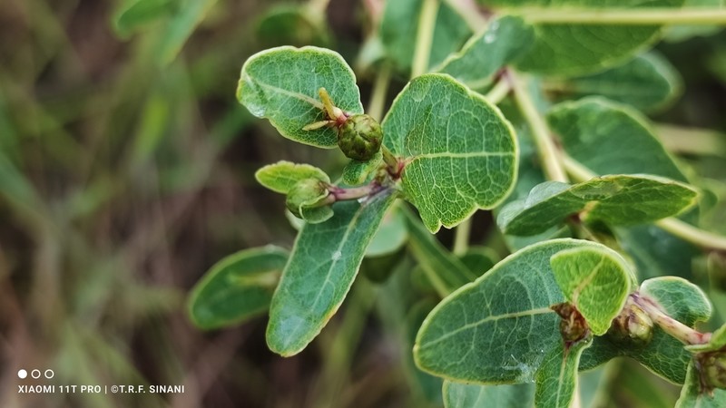 Lessingianthus pottii photo 7