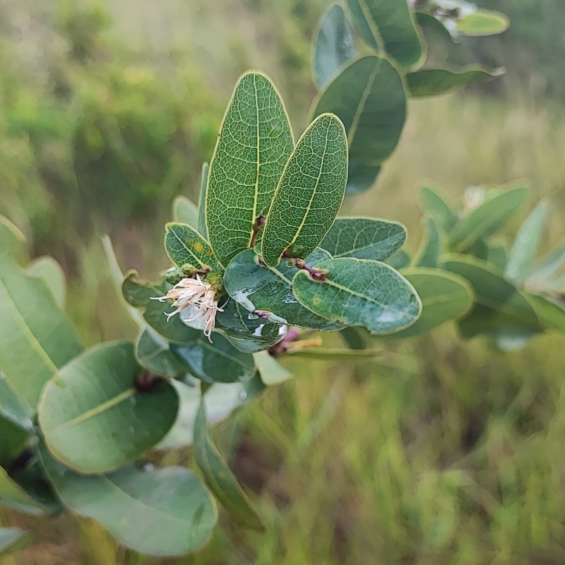 Lessingianthus pottii photo 8