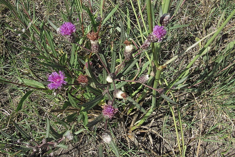 Lessingianthus pseudoincanus photo 2