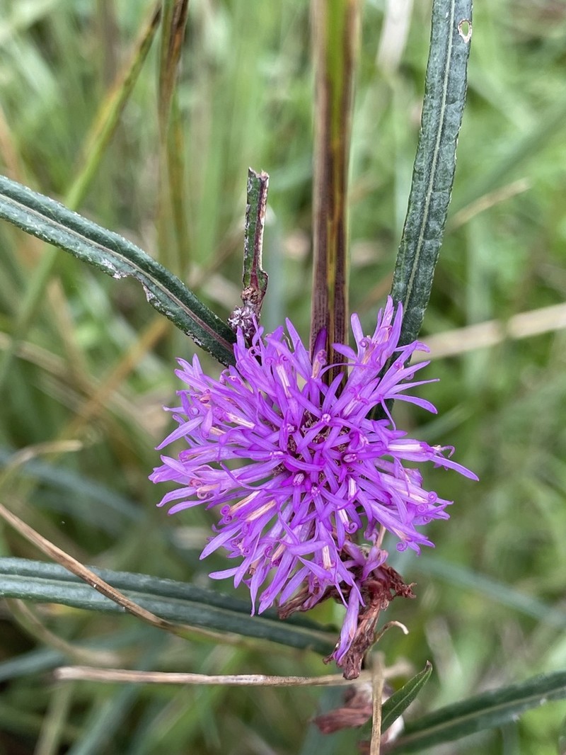 Lessingianthus pseudoincanus photo 3