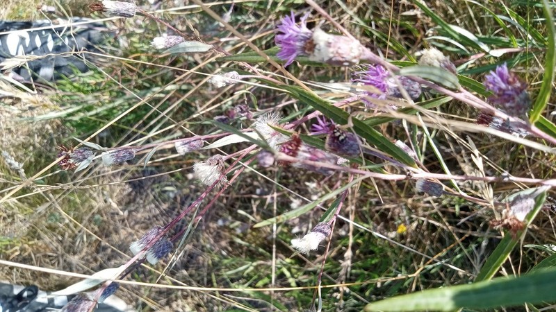 Lessingianthus pseudoincanus photo 4