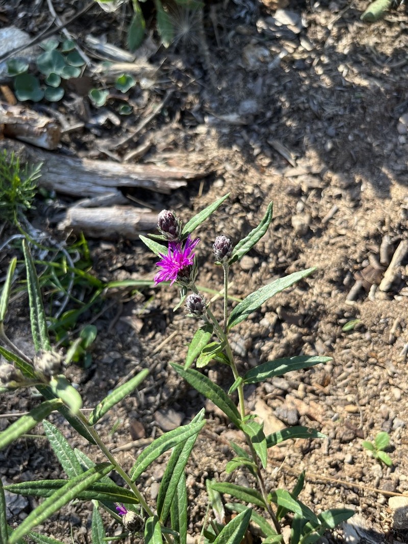 Lessingianthus pseudoincanus photo 6