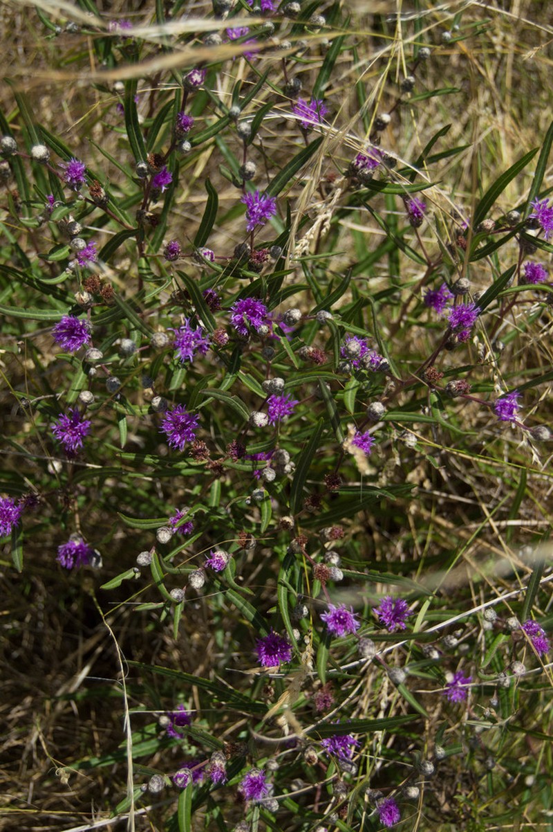 Lessingianthus pseudoincanus photo 7