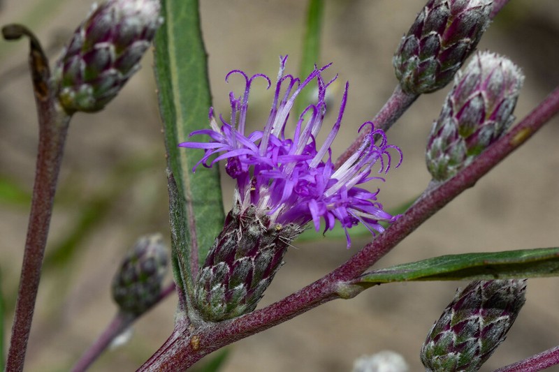 Lessingianthus pseudoincanus photo 8