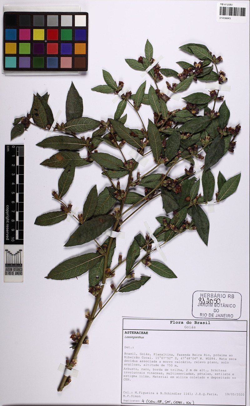 Lessingianthus pseudopiptocarphus