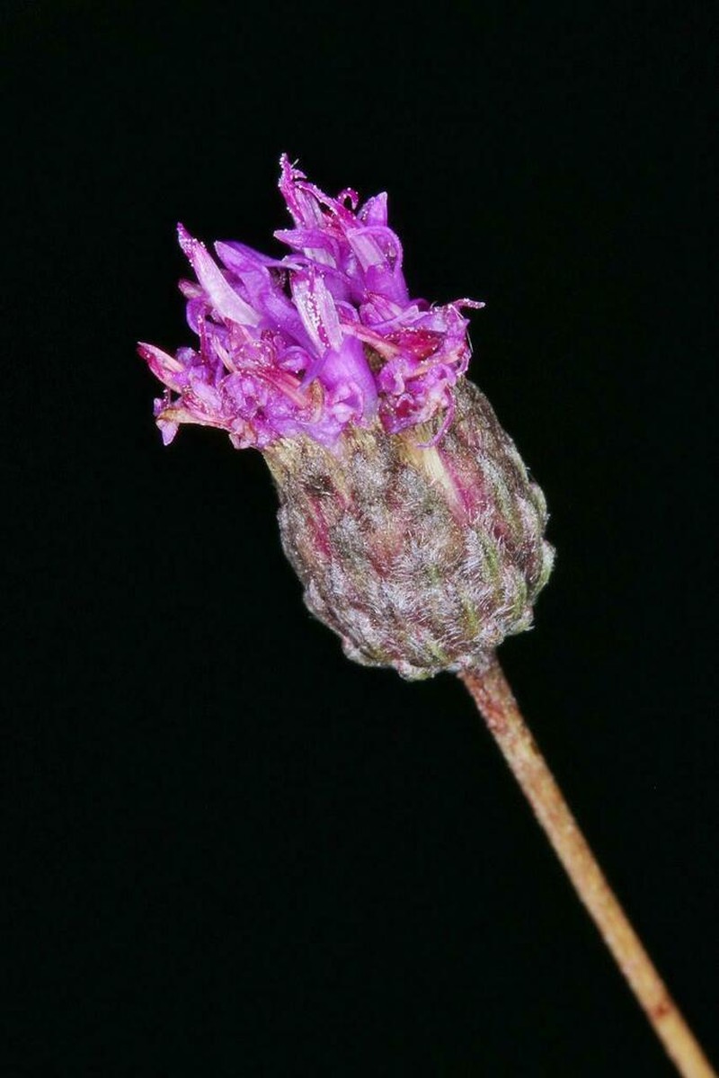 Lessingianthus psilophyllus