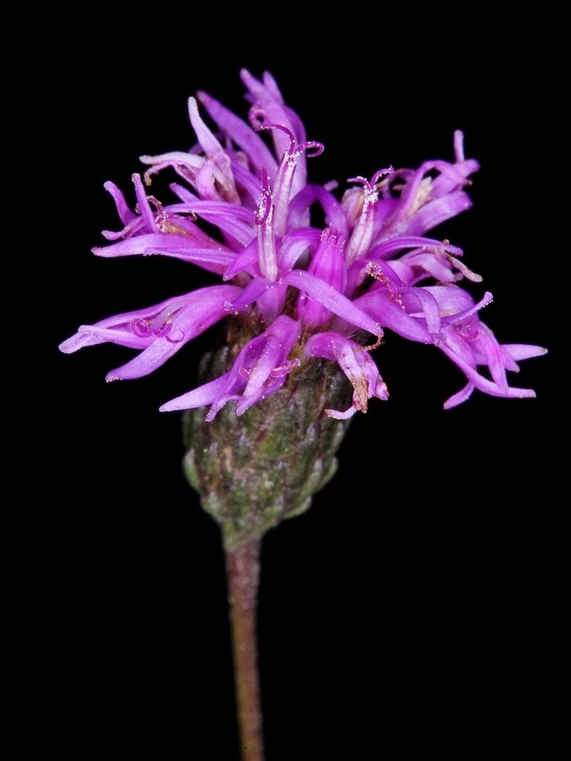 Lessingianthus psilophyllus photo 2