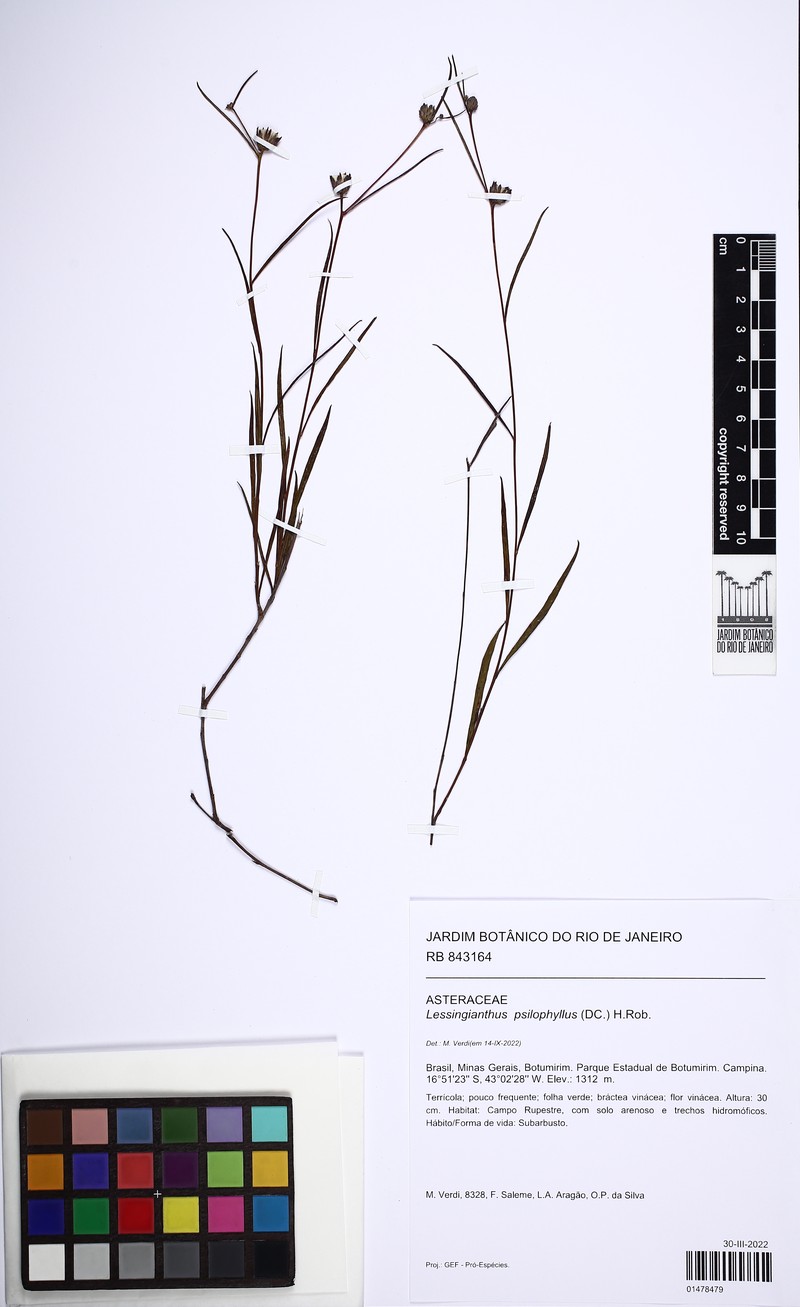 Lessingianthus psilophyllus photo 3