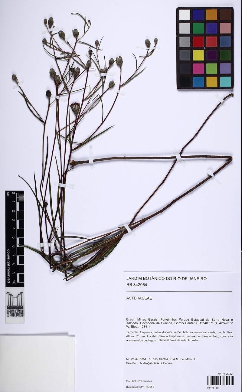 Lessingianthus psilophyllus photo 4