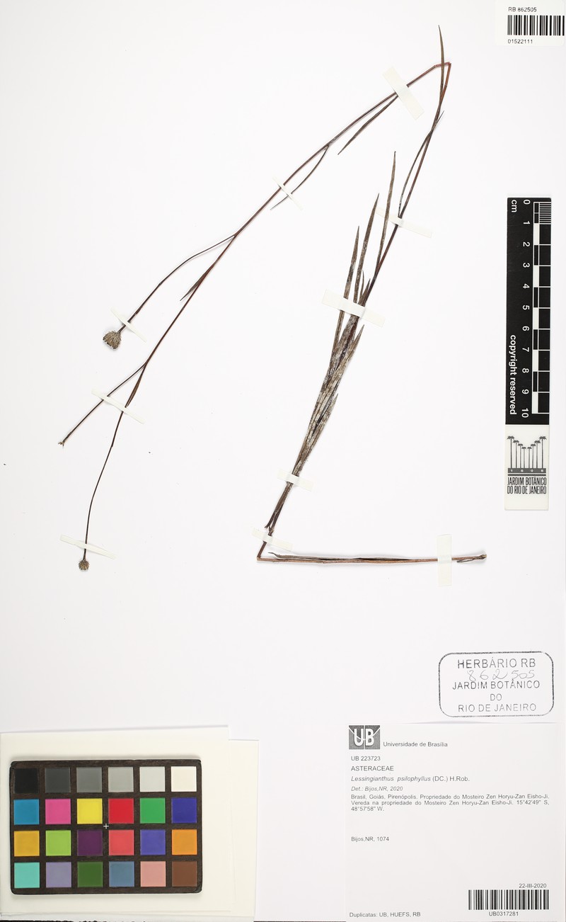 Lessingianthus psilophyllus photo 5