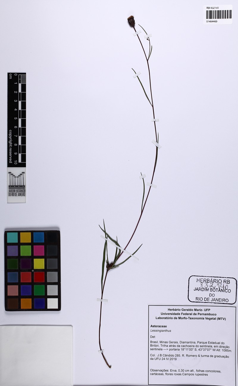 Lessingianthus psilophyllus photo 6