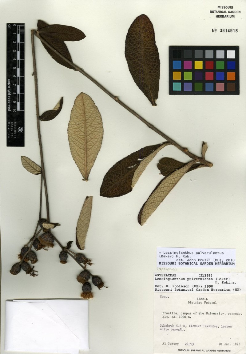Lessingianthus pulverulentus