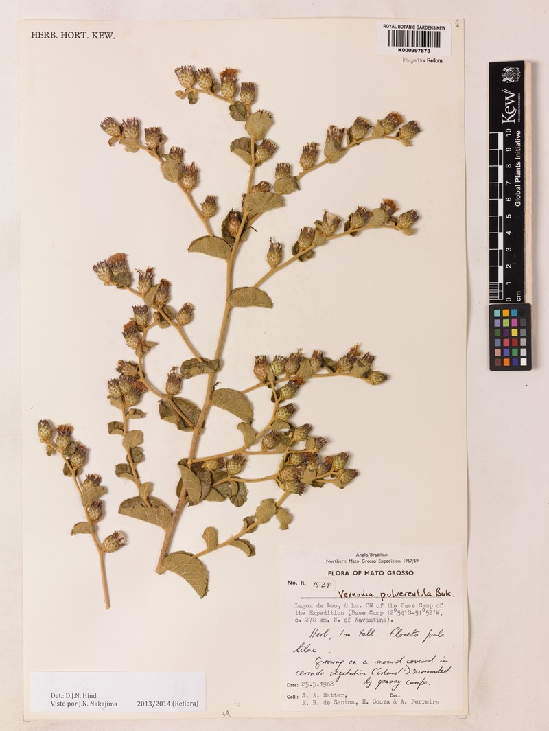 Lessingianthus pulverulentus photo 2