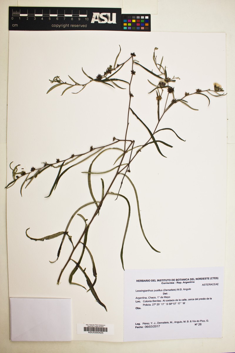 Lessingianthus pusillus